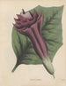 Libro sobre las plantas tóxicas Pl32 - Friedrich Berge — vista de la obra