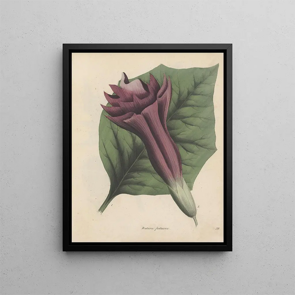 Libro sobre las plantas tóxicas Pl32 - Friedrich Berge — cuadro enmarcado en la pared