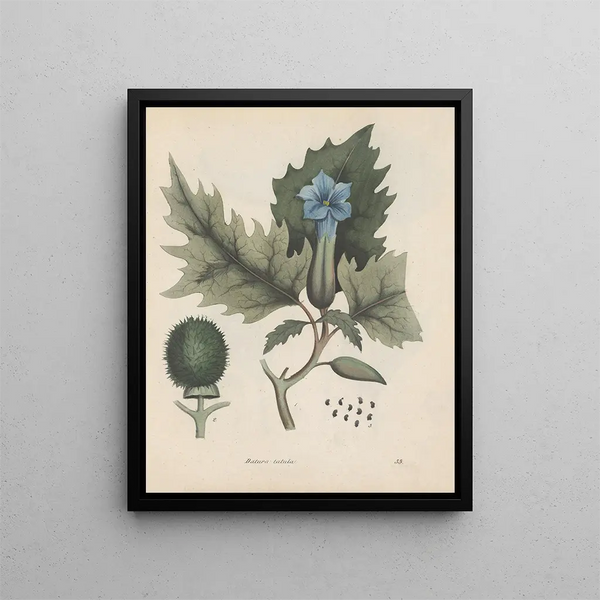 Libro sobre las plantas tóxicas Pl33 - Friedrich Berge — cuadro enmarcado en la pared