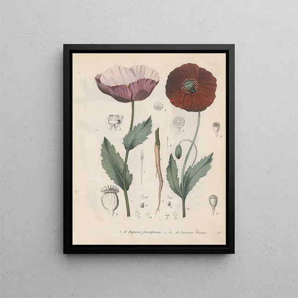 Libro sobre las plantas tóxicas Pl34 - Friedrich Berge — cuadro enmarcado en la pared