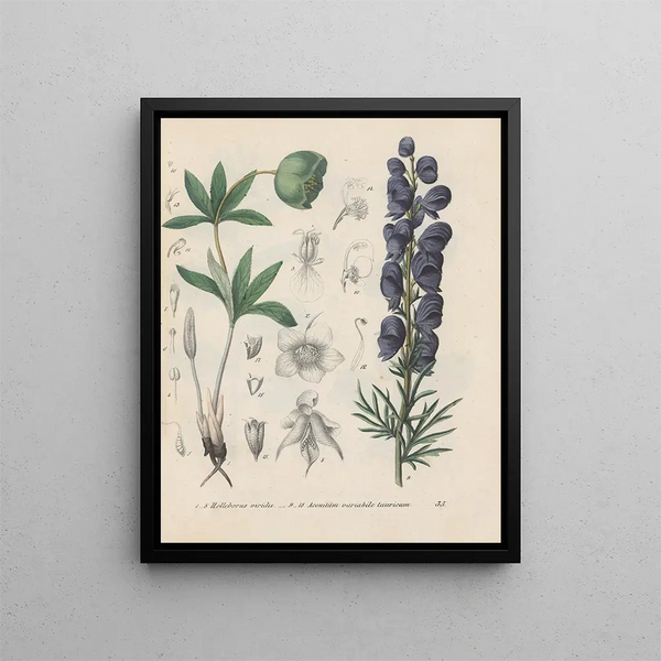 Libro sobre las plantas tóxicas Pl35 - Friedrich Berge — cuadro enmarcado en la pared