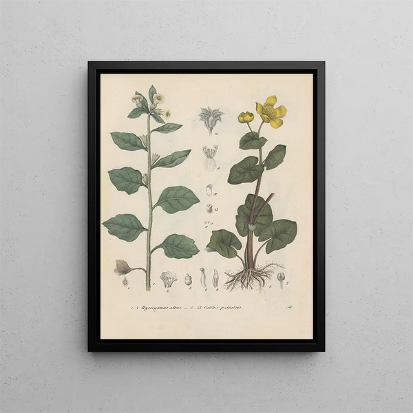 Libro sobre las plantas tóxicas Pl36 - Friedrich Berge — cuadro enmarcado en la pared