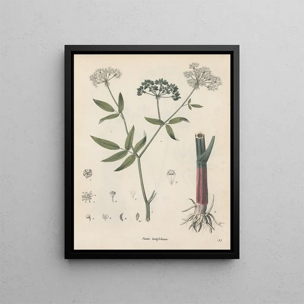 Libro sobre las plantas tóxicas Pl37 - Friedrich Berge — cuadro enmarcado en la pared