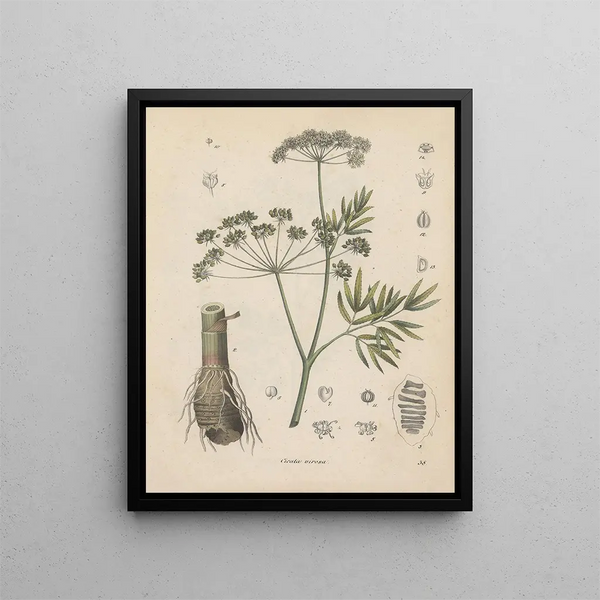 Libro sobre las plantas tóxicas Pl38 - Friedrich Berge — cuadro enmarcado en la pared