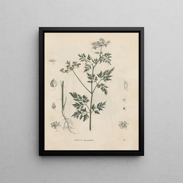Libro sobre las plantas tóxicas Pl39 - Friedrich Berge — cuadro enmarcado en la pared