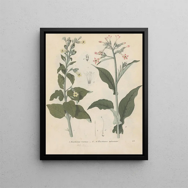 Friedrich Berge - GiftpflanzenBuch Pl44.webp