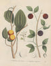 Libro sobre las plantas tóxicas Pl45 - Friedrich Berge — vista de la obra