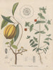 Libro sobre las plantas tóxicas Pl49 - Friedrich Berge — vista de la obra