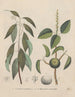 Libro sobre las plantas tóxicas Pl50 - Friedrich Berge — vista de la obra
