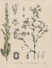 Libro sobre las plantas tóxicas Pl56 - Friedrich Berge — vista de la obra