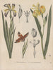 Libro sobre las plantas tóxicas Pl58 - Friedrich Berge — vista de la obra