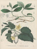 Libro de las plantas tóxicas Pl61 - Friedrich Berge — vista de la obra