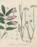 Libro de las plantas tóxicas Pl62 - Friedrich Berge — vista de la obra