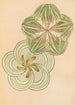 Bijutsukai Pl110 - Furuya Korin — artwork view