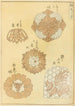 Bijutsukai Pl126 - Furuya Korin — artwork view