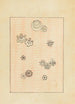 Bijutsukai Pl154 - Furuya Korin - Furuya Korin — vista de la obra