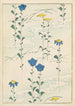 Bijutsukai Pl224 - Furuya Korin — artwork view