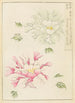 Bijutsukai Pl229 - Furuya Korin — artwork view