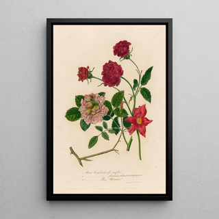 Gaetano Savi - 1 Rosa bengalensis fl simplici and 2 Rosa bengalensis plenissimo subcontracto atro purpureo and 3 Rosa bengalensis Thea Bizzarria.webp