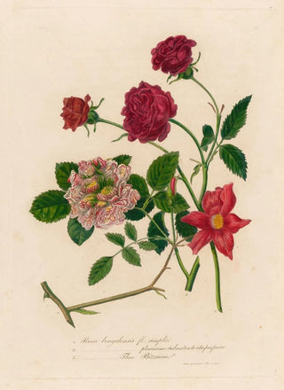 Gaetano Savi - 1 Rosa bengalensis fl simplici and 2 Rosa bengalensis plenissimo subcontracto atro purpureo and 3 Rosa bengalensis Thea Bizzarria.webp