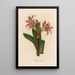 Amaryllis vittata - Gaetano Savi — cuadro enmarcado en la pared