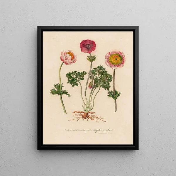 Gaetano Savi - Anemone coronaria flore simplici et pleno.webp
