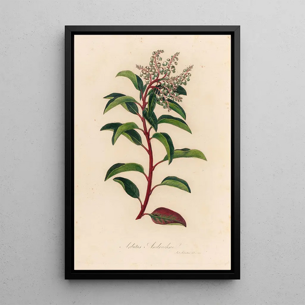 Gaetano Savi - Arbutus Andrachne.webp