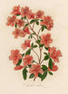 Azalea indica - Gaetano Savi — vista de la obra