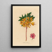 Azalea pontica - Gaetano Savi — cuadro enmarcado en la pared