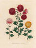 Crisantemo indica - Gaetano Savi — vista de la obra