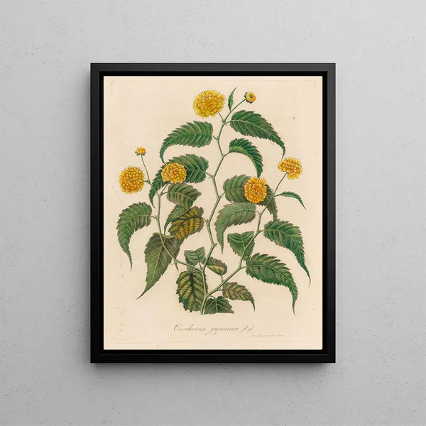 Gaetano Savi - Corchorus japonica.webp