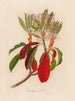 Crataegus glabra - Gaetano Savi — vista de la obra