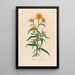 Elichrysum bracteatum - Gaetano Savi — framed artwork on a wall
