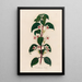 Eranthemum bicolor - Gaetano Savi — cuadro enmarcado en la pared