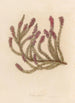 Erica carnea - Gaetano Savi — artwork view
