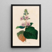 Gloxinia maculata - Gaetano Savi — cuadro enmarcado en la pared