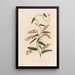 Glycine bimaculata - Gaetano Savi — cuadro enmarcado en la pared
