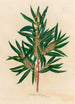 Hakea saligna - Gaetano Savi — vista de la obra