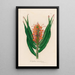 Hedychium aurantiacum - Gaetano Savi — cuadro enmarcado en la pared