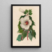 Hibiscus aquaticus - Gaetano Savi — cuadro enmarcado en la pared