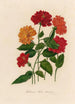 Hibiscus rosa-sinensis - Gaetano Savi — vista de la obra