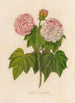 Hibiscus mutabilis - Gaetano Savi — vista de la obra