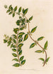 Jasminum auriculatum - Gaetano Savi — artwork view