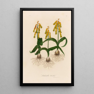 Gaetano Savi - Lachenalia tricolor.webp