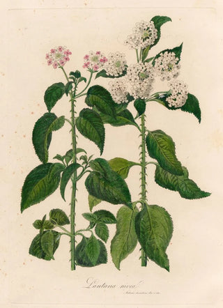 Gaetano Savi - Lantana nivea.webp