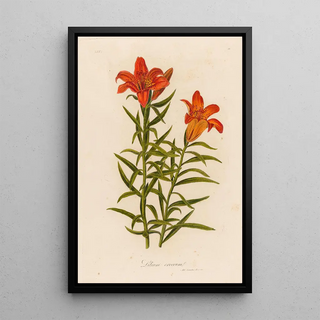 Gaetano Savi - Lilium croceum.webp