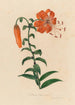 Lilium tigrinum - Gaetano Savi — vista de la obra