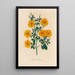 Linum trigynum - Gaetano Savi — cuadro enmarcado en la pared