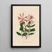 Lonicera sempervirens - Gaetano Savi — framed artwork on a wall