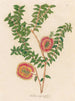 Melaleuca hypericifolia - Gaetano Savi — vista de la obra